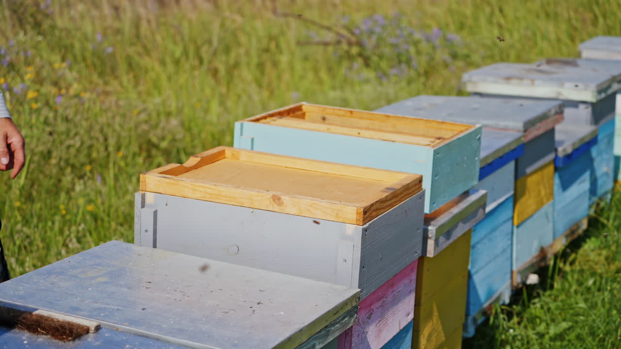 Row of wooden hives on grass. Beekeeper works with wooden boxes. Bees flying near the beehives. Close-up.