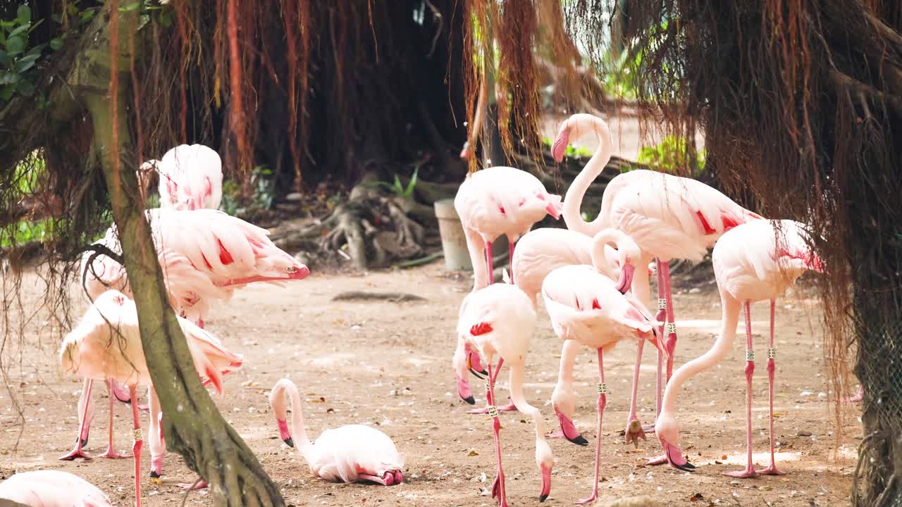 공원 에 있는 나무  에 모인 플라밍고 들