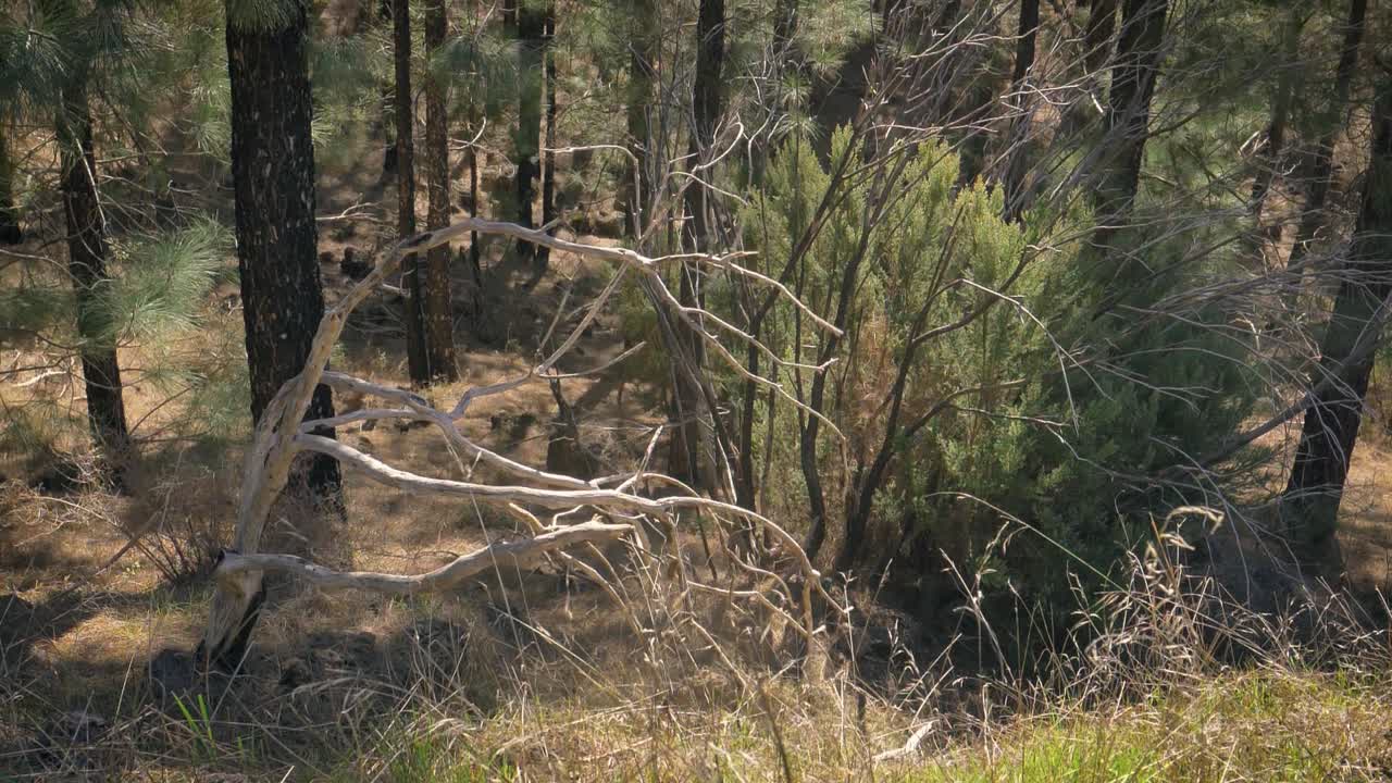 Paesaggio boschivo con rami secchi e pini