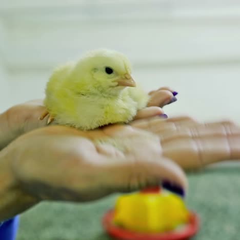 chick in hand