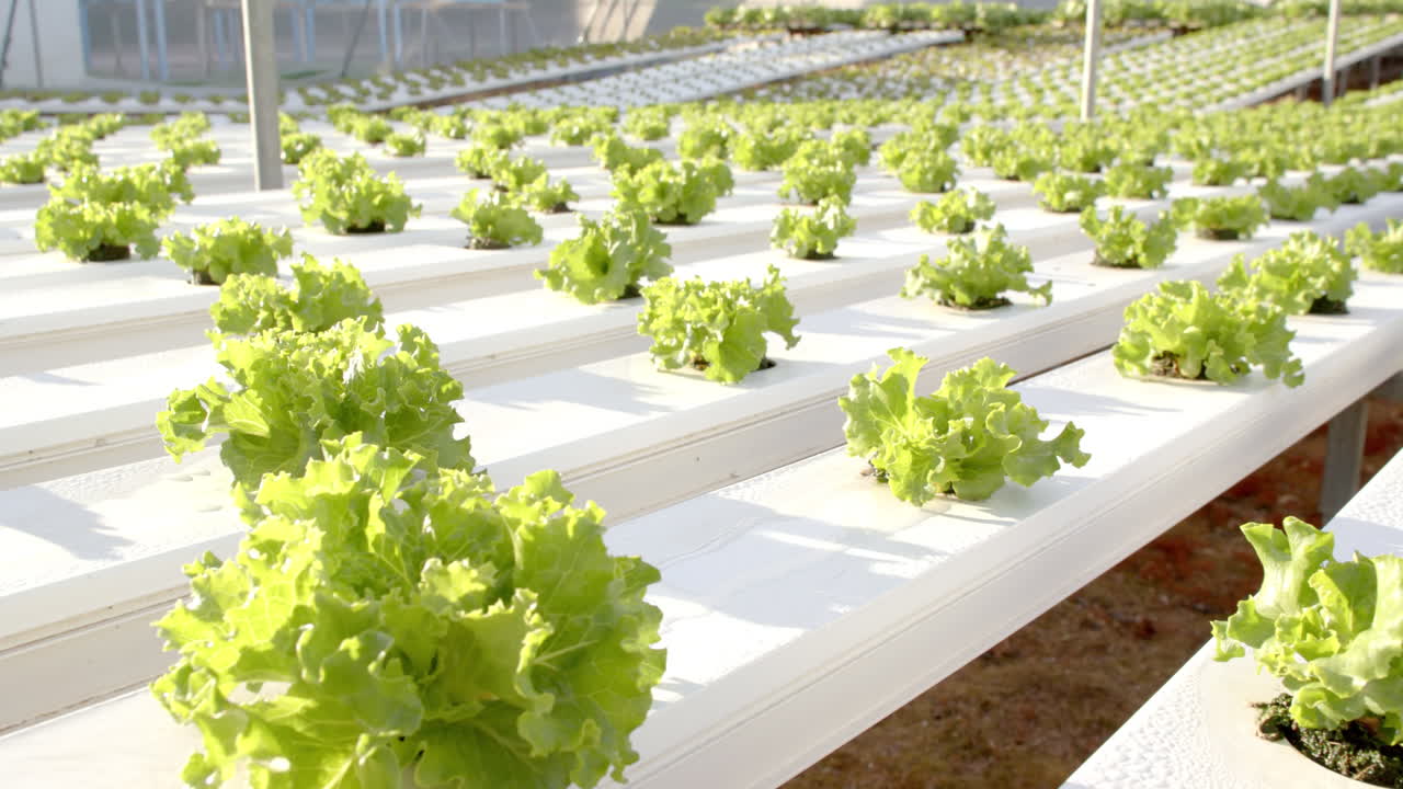 Growing hydroponic lettuce in rows at modern greenhouse farm, copy space