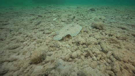 The-camera-pans-towards-a-peacock-flounder-resting-on-the-rocky-bottom-of-the-Caribbean-sea