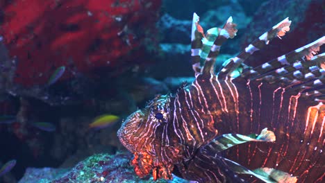 gran pez león de cerca en el arrecife de coral tropical