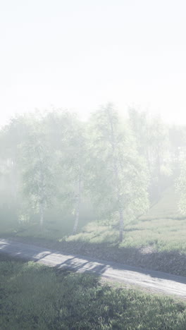 foggy morning in a birch forest