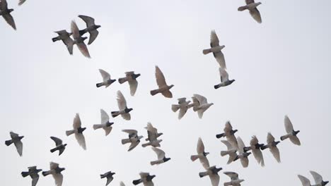 flock of pigeons flying over telephone pole wires slow motion