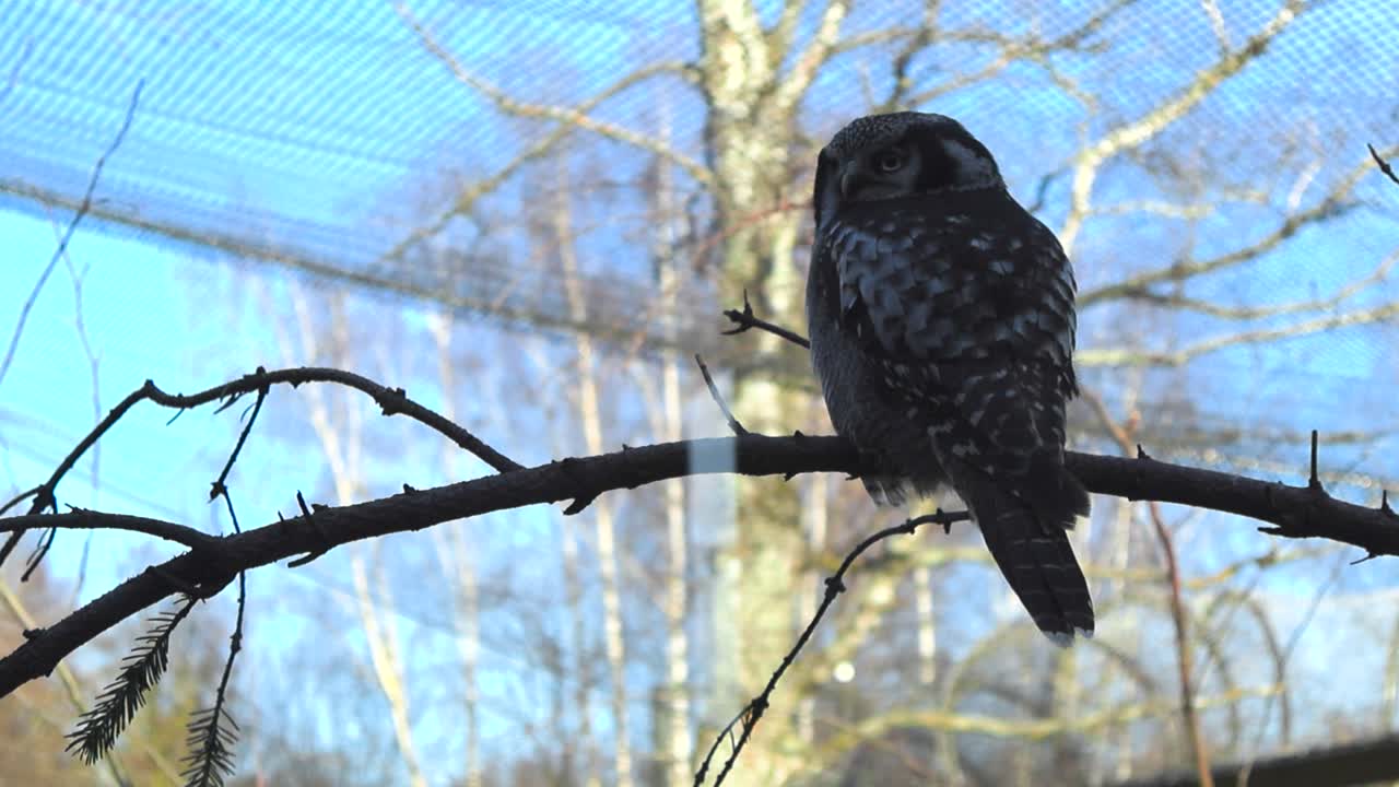 Northern hawk owl perched on branch and turning head against blue sky, showcasing its intricate feather patterns and calm behavior. Natural surroundings within a zoo park, Tallinn during sunny day