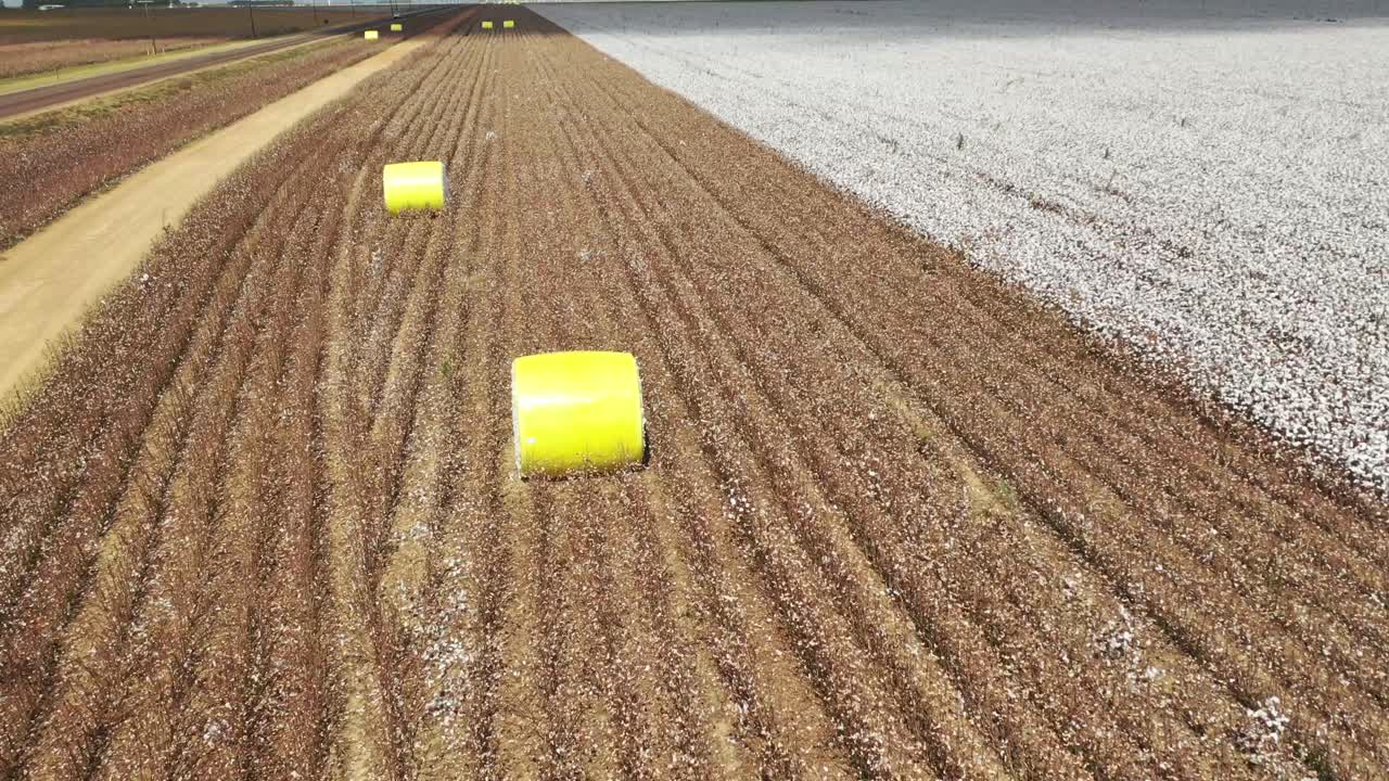 브라질 의 면화  ⁇  과 농장