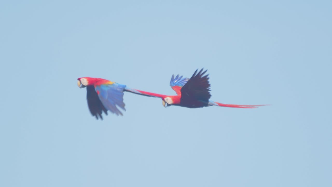 A bonded Scarlet Macaw duo soars high in the vibrant blue sky above the Peruvian jungle in slow motion