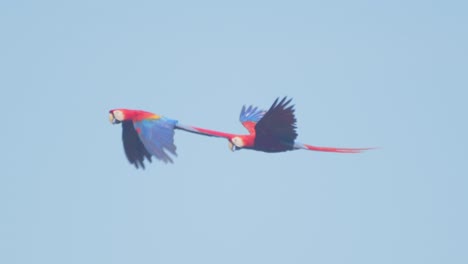 a bonded scarlet macaw duo soars high in the vibrant blue sky above the peruvian jungle in slow motion