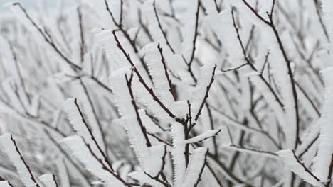 Detail-circle-pan-shot-frozen-branches-snow-winter-cold-close-up