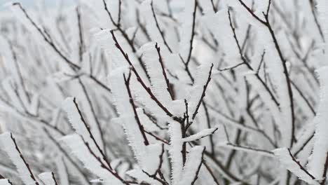detail circle pan shot frozen branches snow winter cold close up