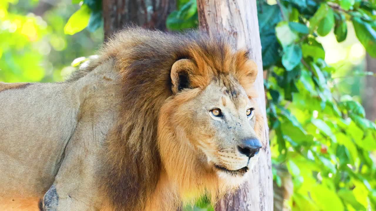 un león observa los alrededores en el zoológico de korat, tailandia
