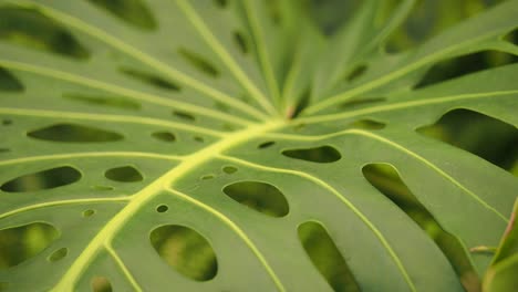 close-up of a monstera leaf