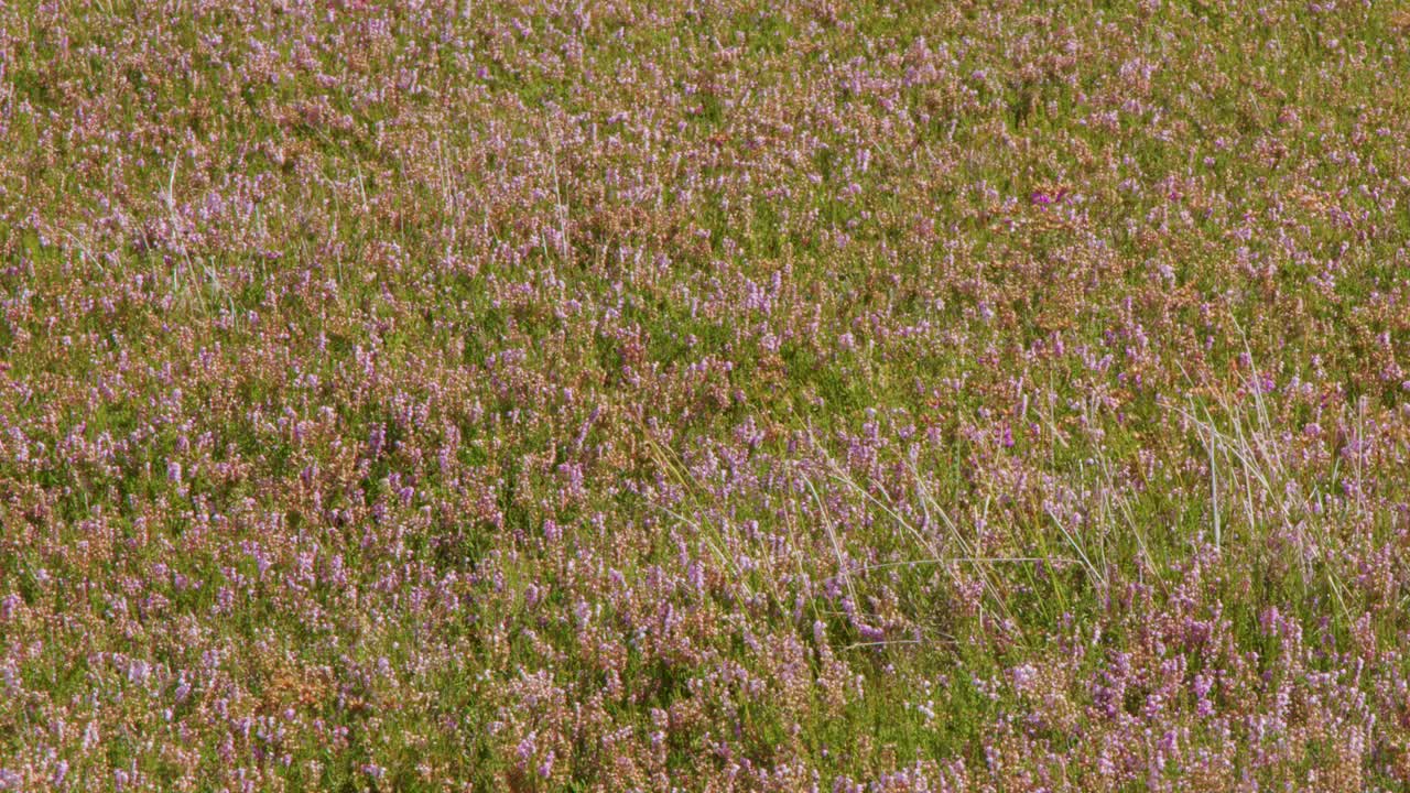 Purple wildflowers and green grasses sway in daylight, with a soft, blurred natural background
