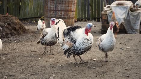 turkey with white feathers and red small appendage looks at other turkeys