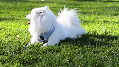 white dog laying on grass, enjoying the outdoors