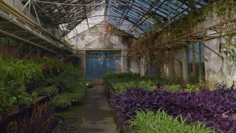 abandoned greenhouse filled with plants