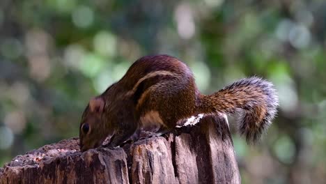 The-Indochinese-Ground-Squirrel-is-commonly-found-in-Thailand-just-about-anywhere-it-can-thrive