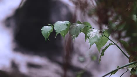 leaves and vines in foreground in front of waterfall