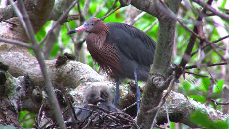 una pequeña garza azul tiende a un nido de pollitos