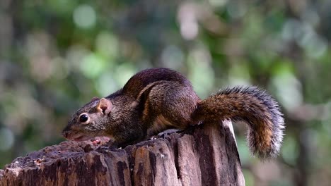 the indochinese ground squirrel is commonly found in thailand just about anywhere it can thrive