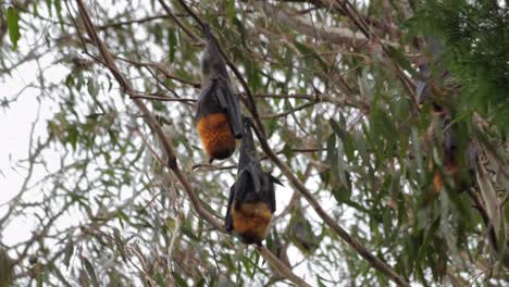 murciélagos frugívoros colgados boca abajo de la rama de un árbol yendo a dormir