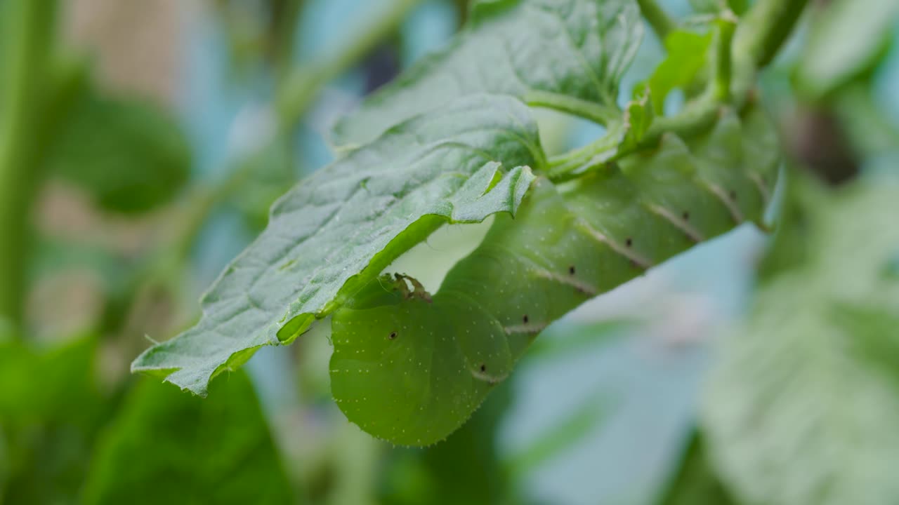 una oruga en una planta de tomate