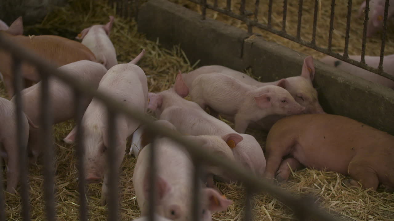 축산 농장의 새끼 돼지 2