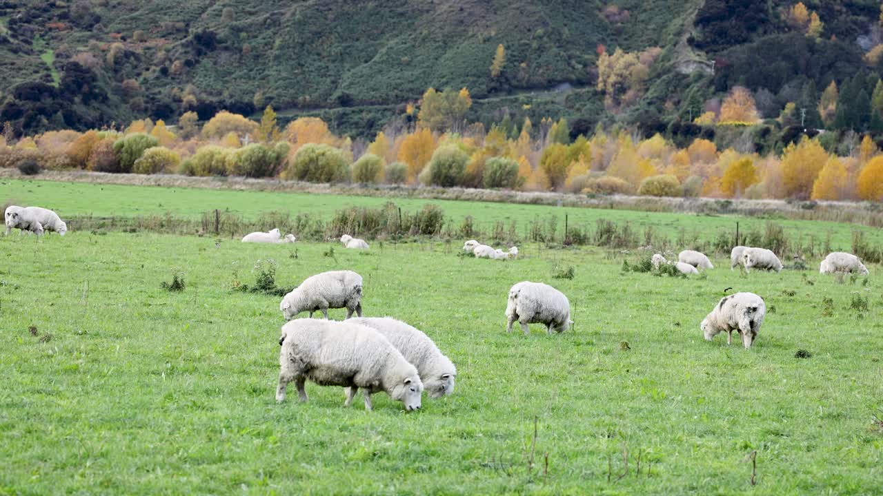 Sheep graze peacefully in a lush green field with a backdrop of colorful autumn trees and rolling hills