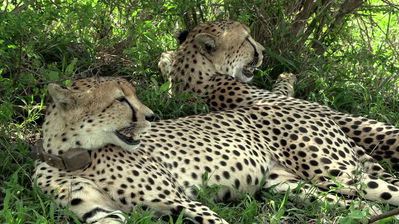 Cheetah brothers panting heavily during the heat of summer lying on the lush green grass under the shade of a bush
