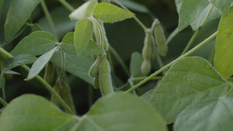 Sojabohnenplantage-In-Brasilien