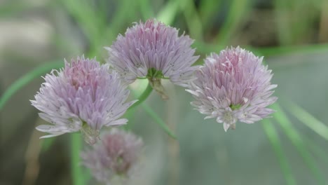 flores de cebollino de ajo en plena floración, viento ligero, muñeca en