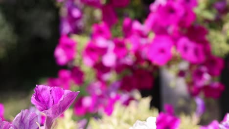 una colorida exhibición de flores de jardín en flor