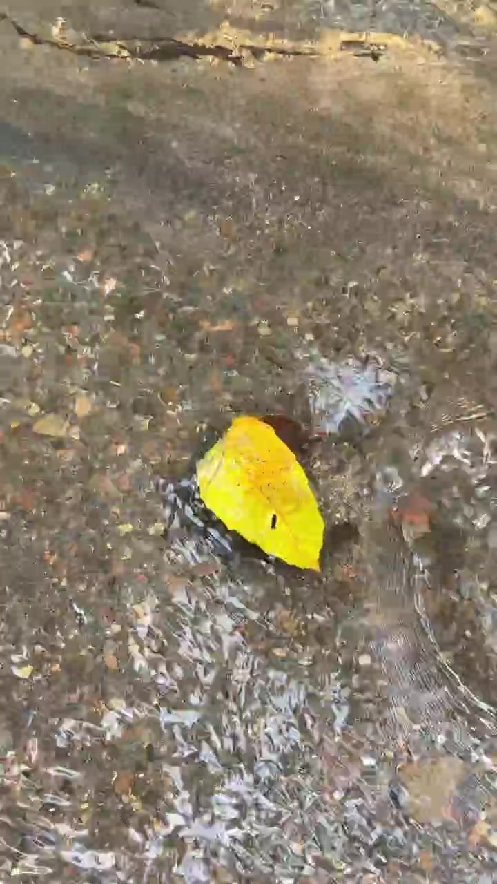 Single Yellow Leaf Floating in Shallow Stream