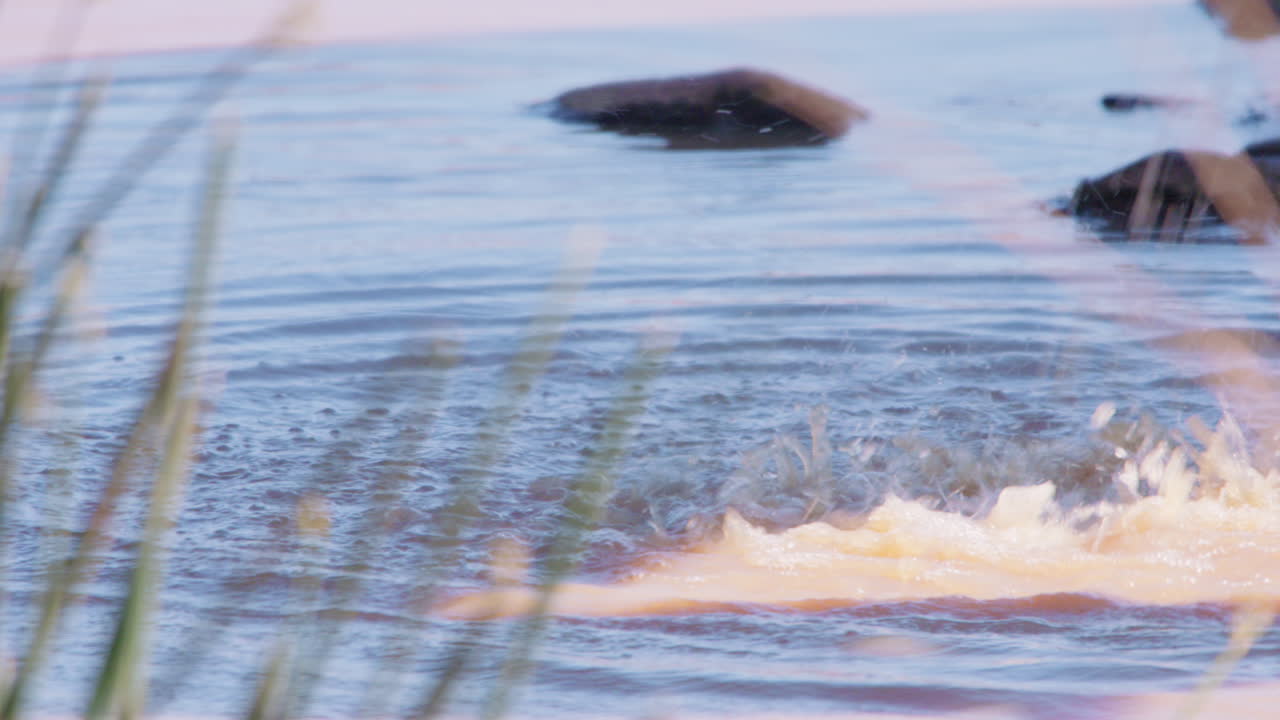 Increspature sulla superficie di una pozza d'acqua nella savana a mezzogiorno