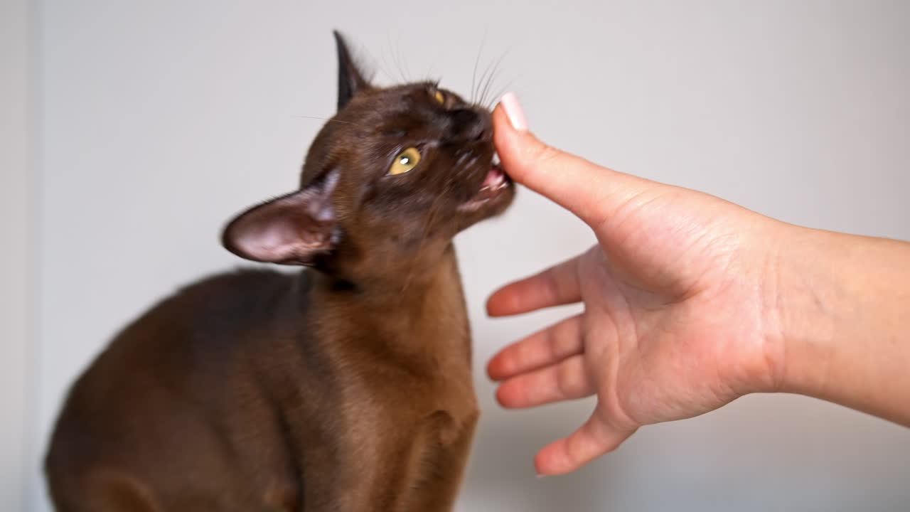 Woman's hand playing with beautiful kitten. Purebred cat sniffing person hand. Burmese cat plays at home. Adorable pet.