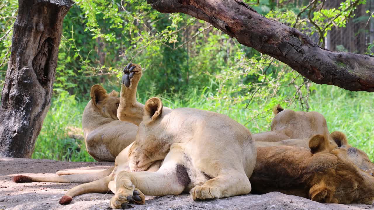 Lioness cleans herself beside resting pride, natural daylight, wide shot, African savanna environment