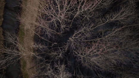 árboles desnudos en el parque loosahatchie, tennessee, durante el invierno, evocando un estado de ánimo sereno, vista aérea