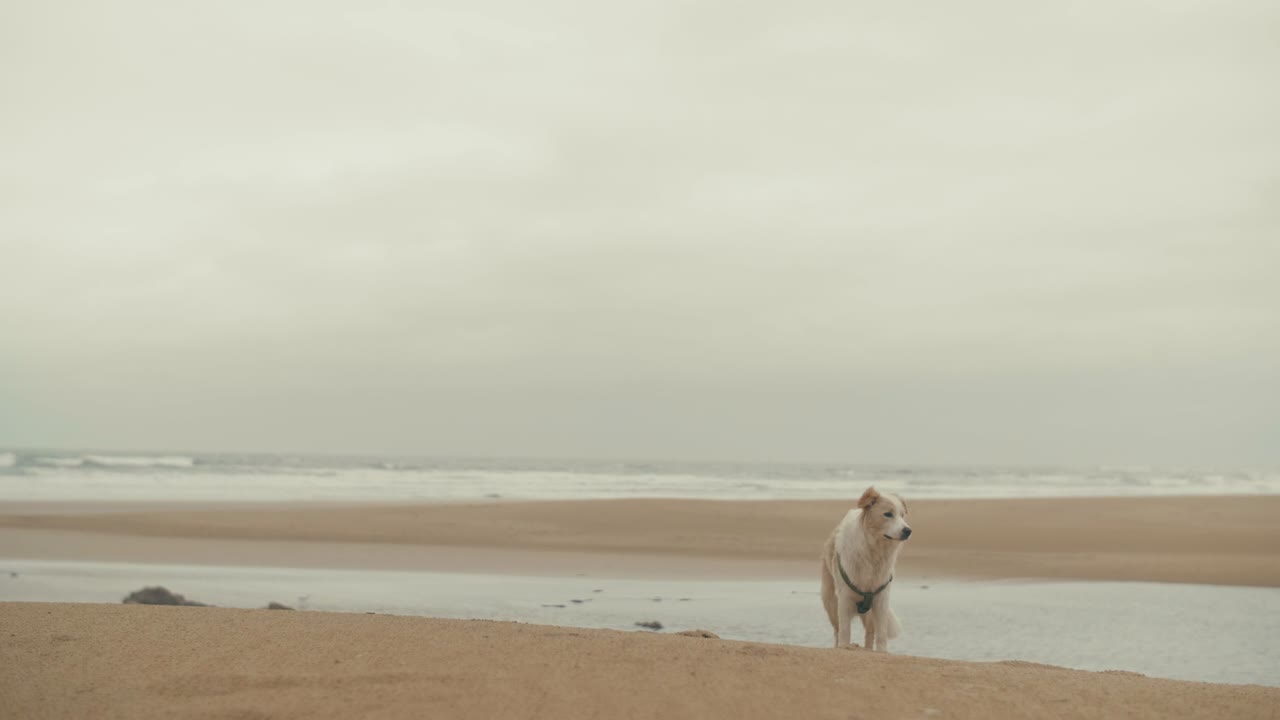 반려견 이 해변 을 감시 하고 있다