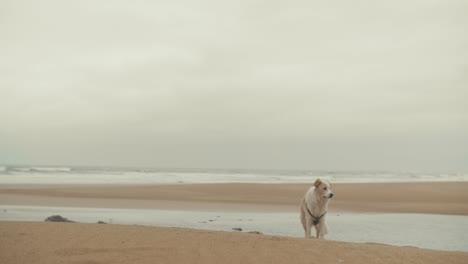 pet dog keeping a lookout on the beach