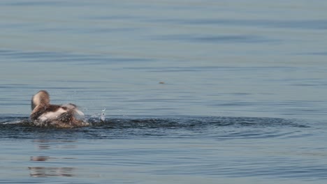 Somormujo-Lavanco-Podiceps-Cristatus-Visto-Desde-Atrás-En-El-Lago-Mientras-Se-Acicala-Y-Sacude-Su-Cuerpo-Creando-Ondas-A-Medida-Que-Avanza-Hacia-La-Izquierda,-Lago-Bueng-Boraphet,-Nakhon-Sawan,-Tailandia