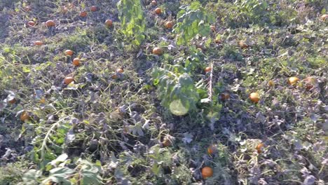 viajando a través de un huerto de calabazas