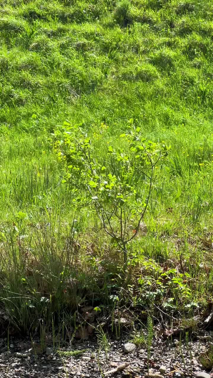 Arbusto di salice orecchiuto Salix aurita che cresce in un prato