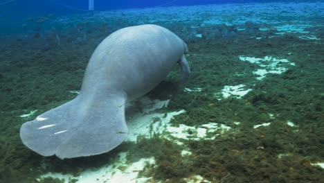 manatee swimming underwater in florida natual spring