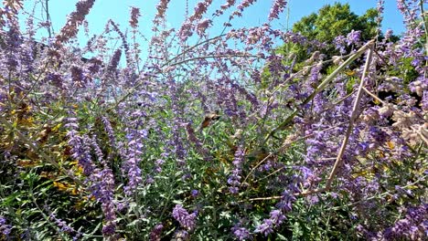 un colibrí que se alimenta de las flores en bourg, francia