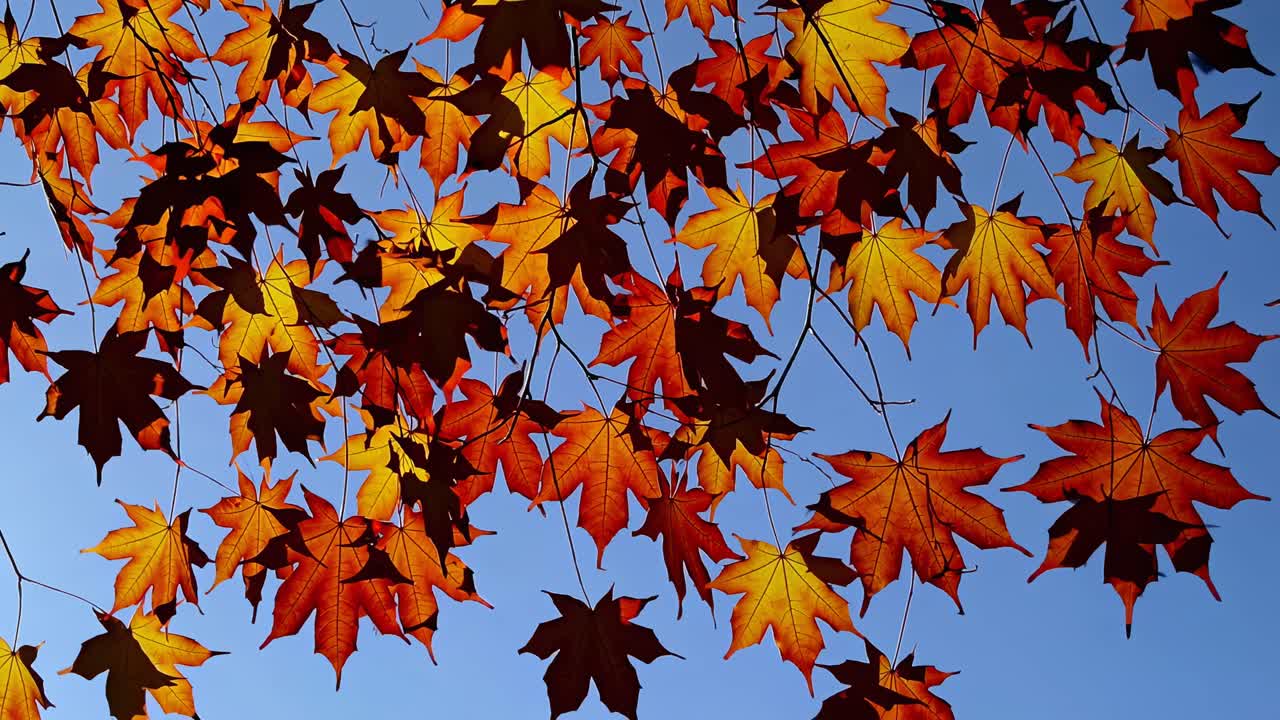 Vibrant autumn leaves against a clear blue sky, captured from a low-angle