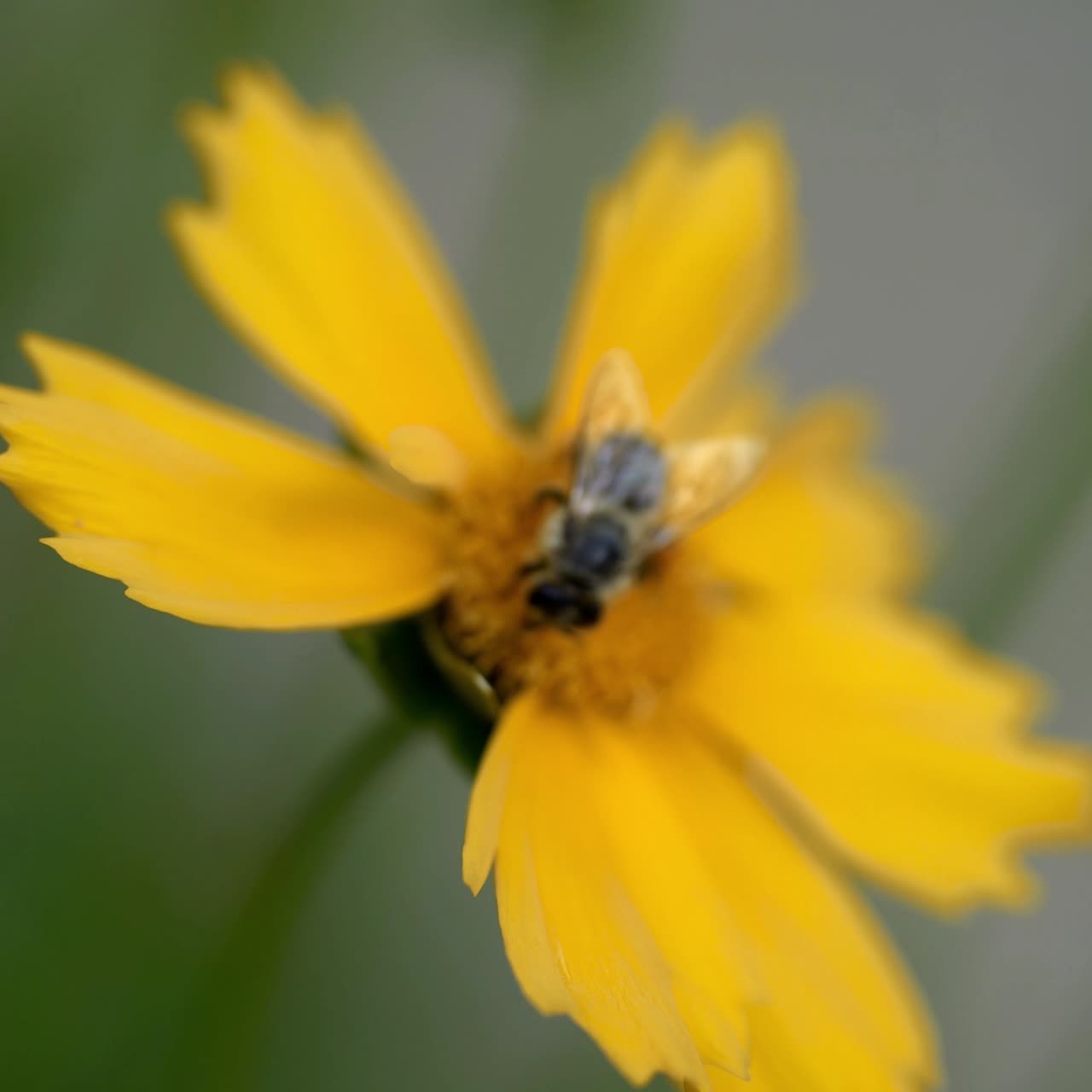 Coreopsis. Bee collecting nectar on yellow flower, soft focus.