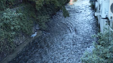 Weißer-Großer-Vogel,-Der-In-Einem-Fluss-In-Kyoto,-Japan,-Weiche-Beleuchtung-4k-Badet