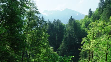 Filmische-Aufnahme-Von-Regen,-Der-In-Einem-Alpenwald-In-Der-Schweiz-Fällt,-Mit-Sonnigem-Himmel-Und-Schneebedeckten-Bergen-Im-Hintergrund