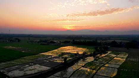 aerial view flying over rice paddy fields at sunset in the thai countryside